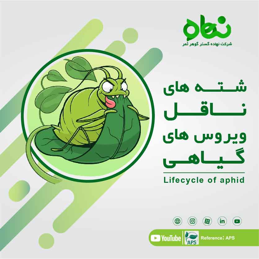 Aphids carrying plant viruses and introduction of poisons effective on aphids